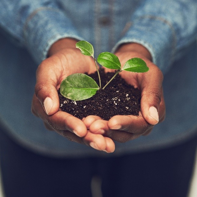 Händer som varsamt håller en planta